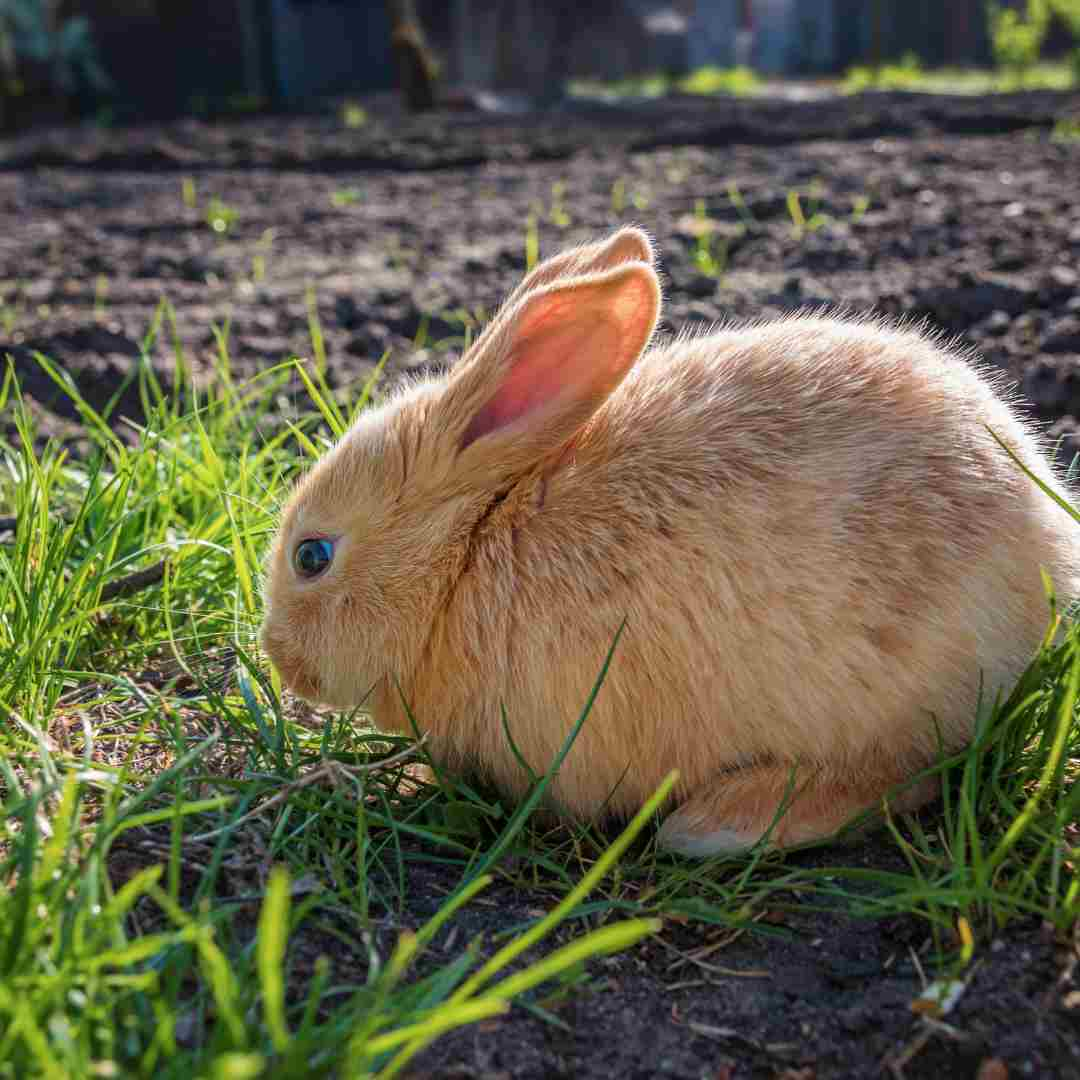 how to check if rabbit is pregnant