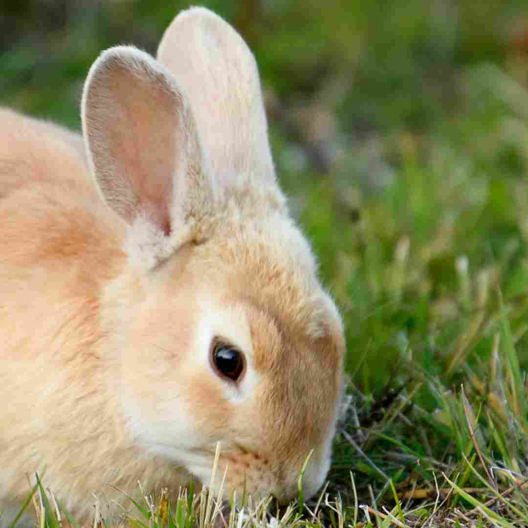 what is the best rabbit to have as a pet