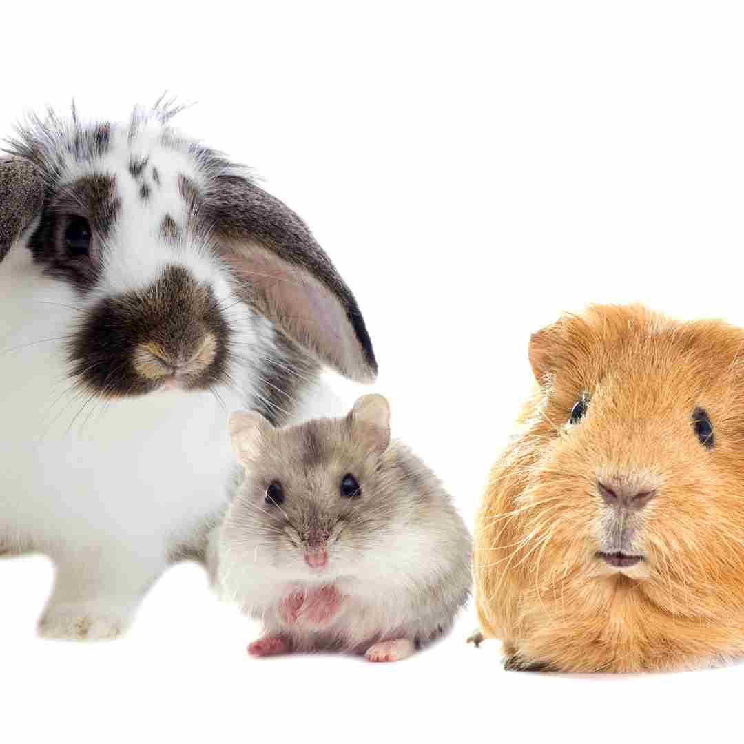 comparison between rabbit and hamster