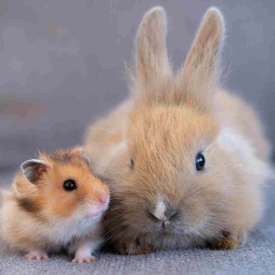 comparison between rabbit and hamster