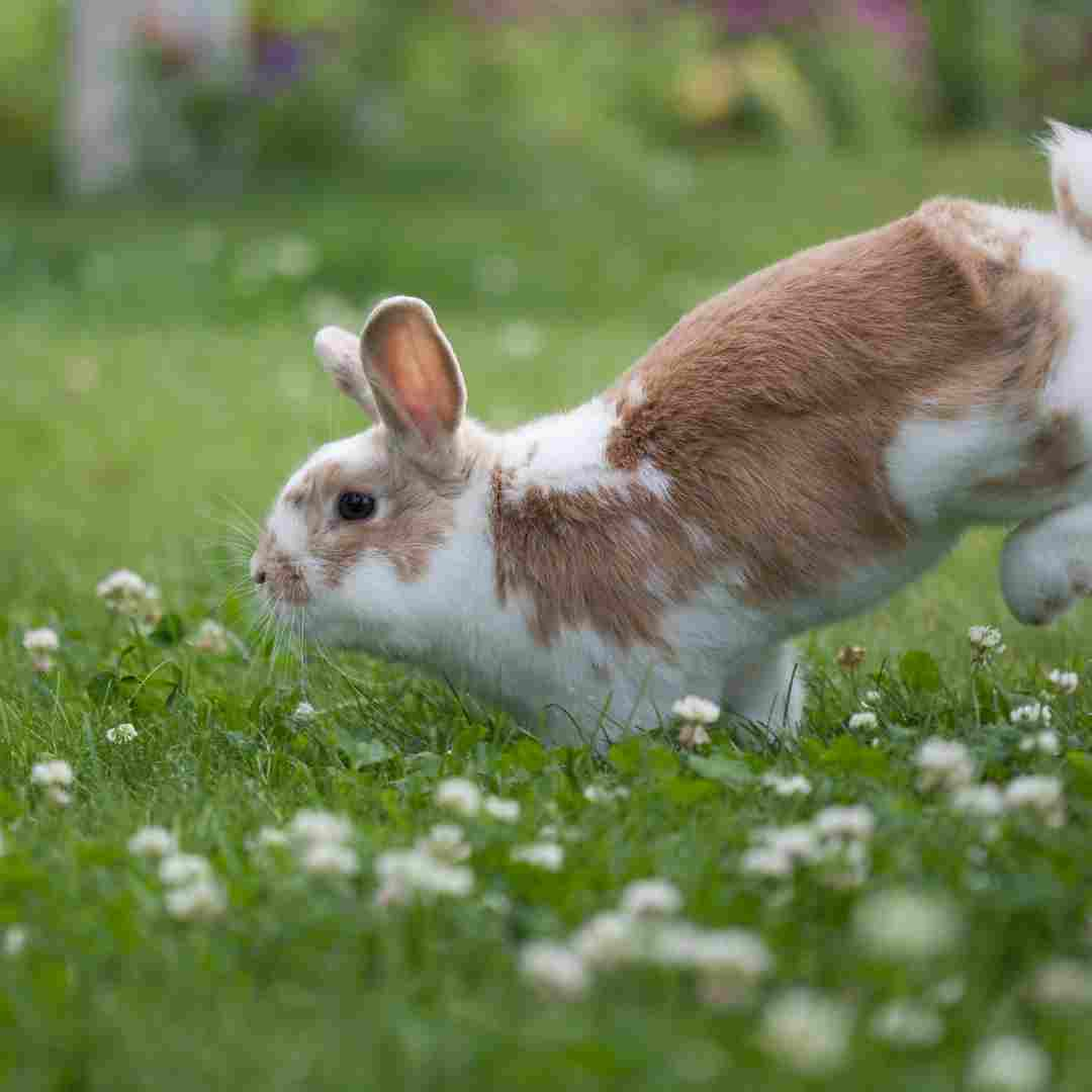 what do rabbit zoomies mean