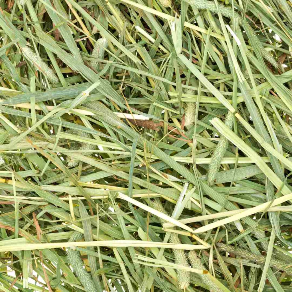 timothy hay vs orchard grass for rabbits