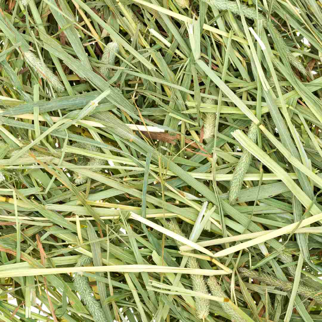 timothy hay vs orchard grass for rabbits