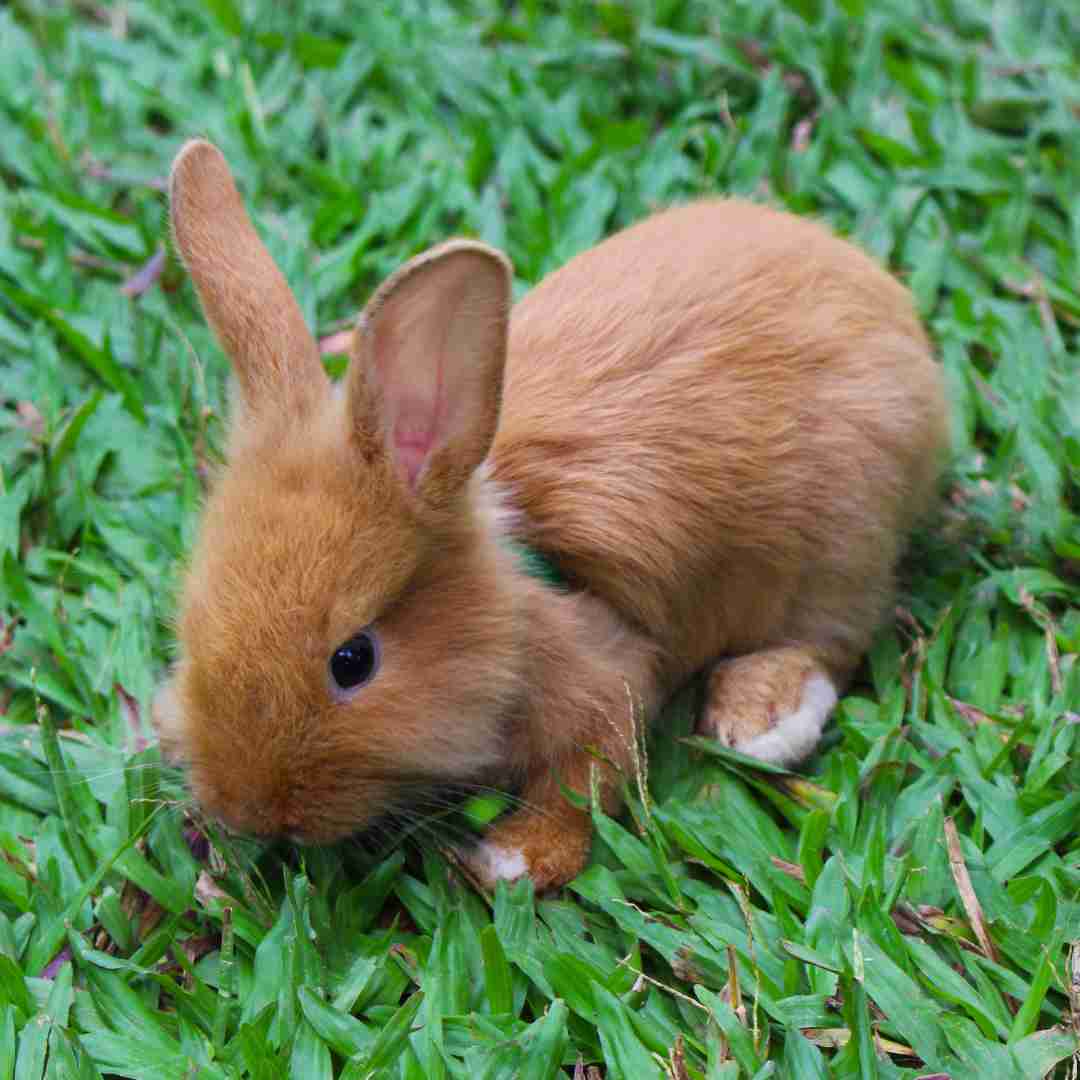 rabbit size