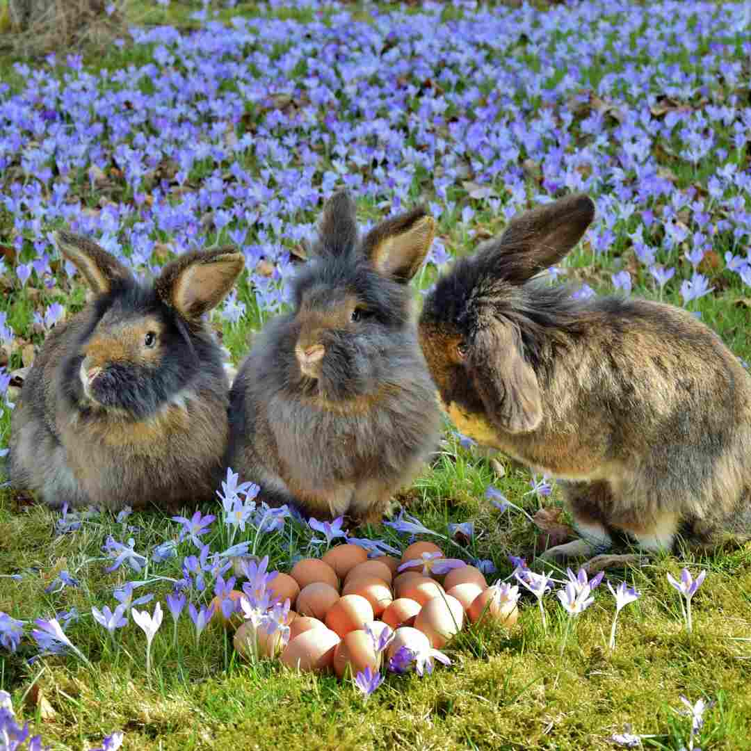 hare rabbit comparison