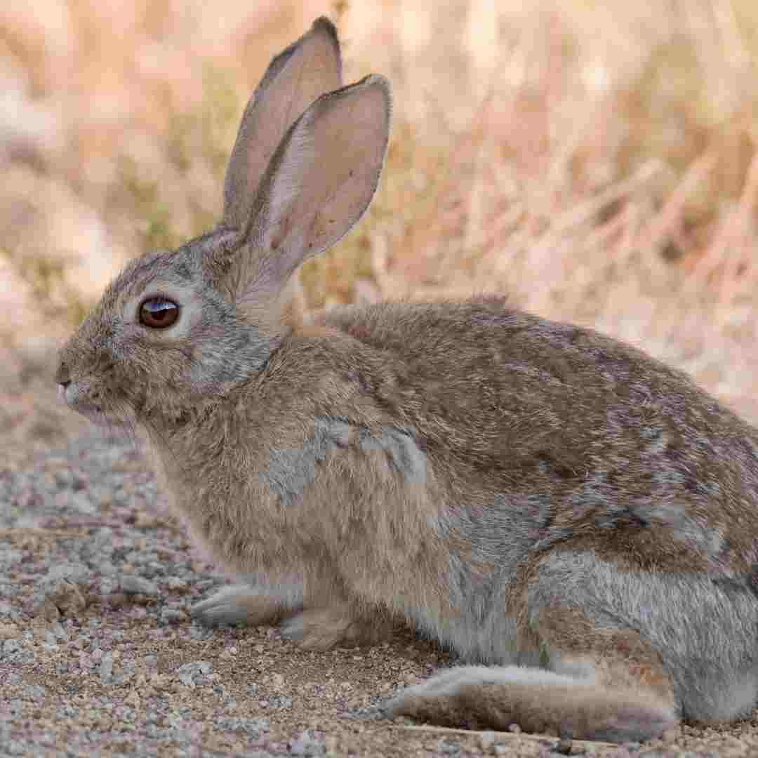 how did rabbit pregnancy tests work