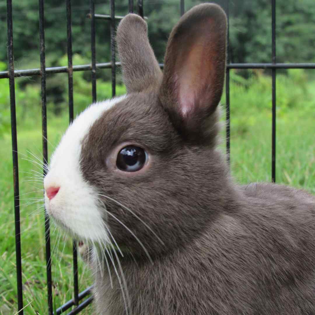 Effective Rabbit Bait: Lure Them In with the Best Choices