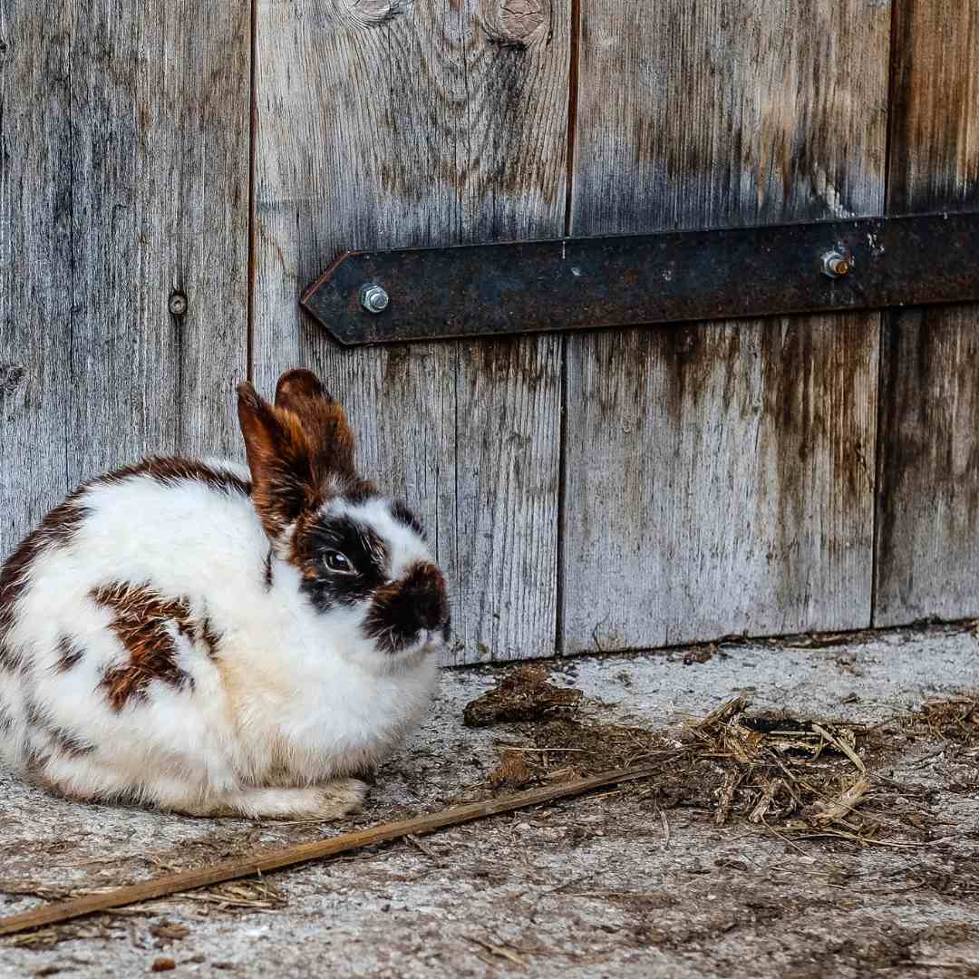 is rabbit litter the same as cat litter