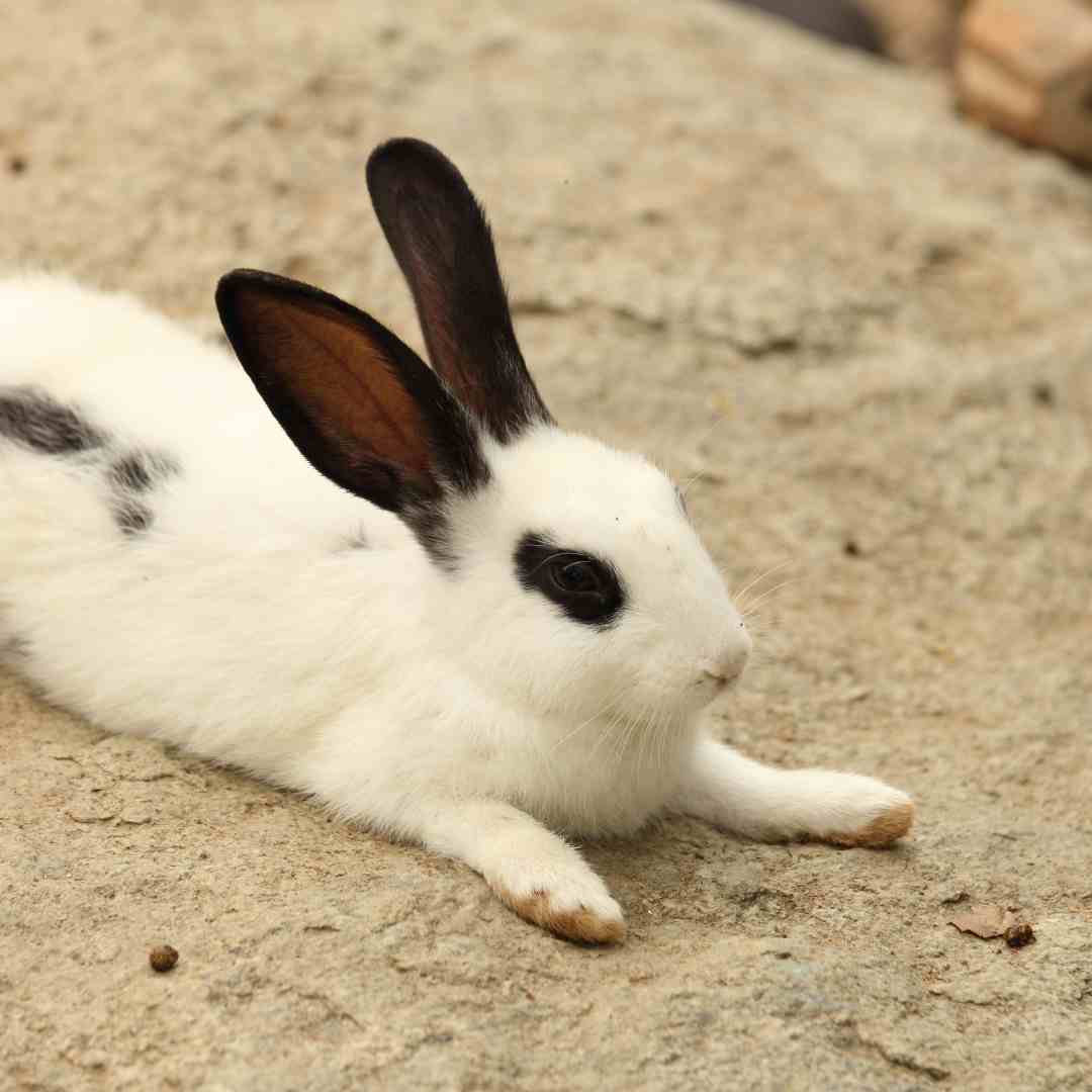 is rabbit litter the same as cat litter