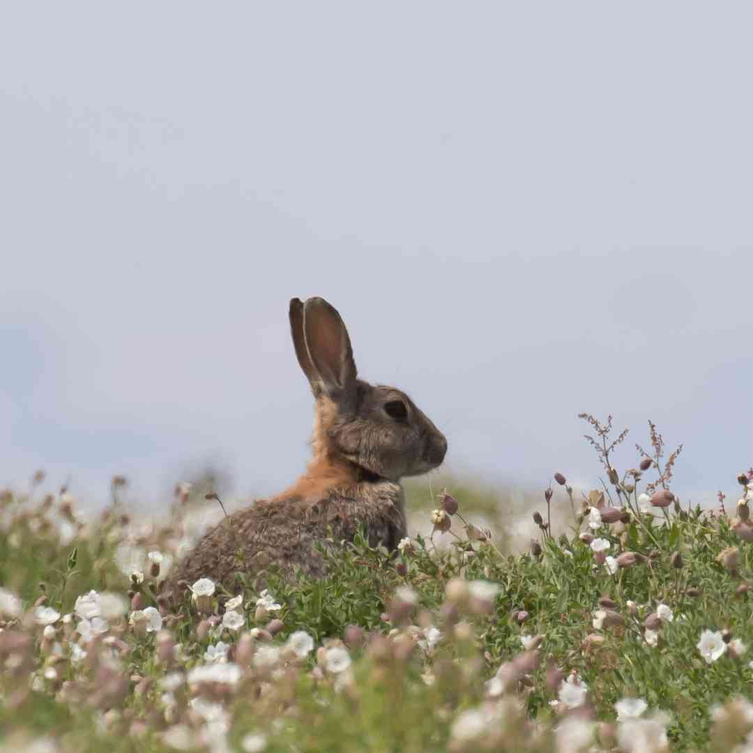 how often rabbits breed