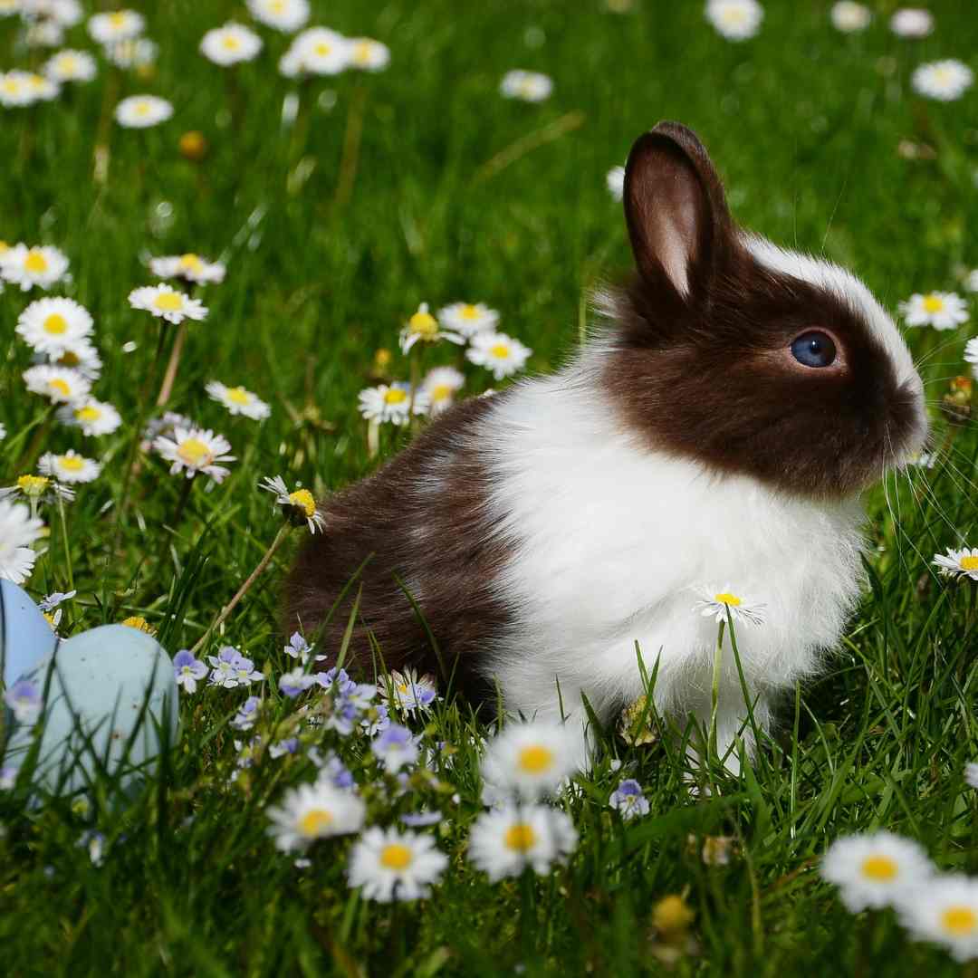 how often rabbits breed