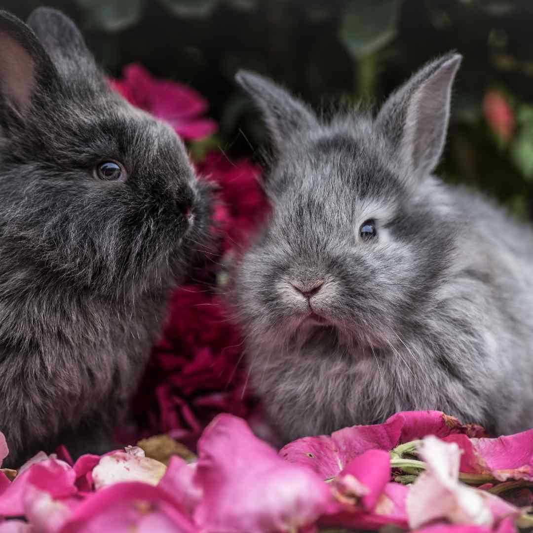 how often should you change rabbits hay