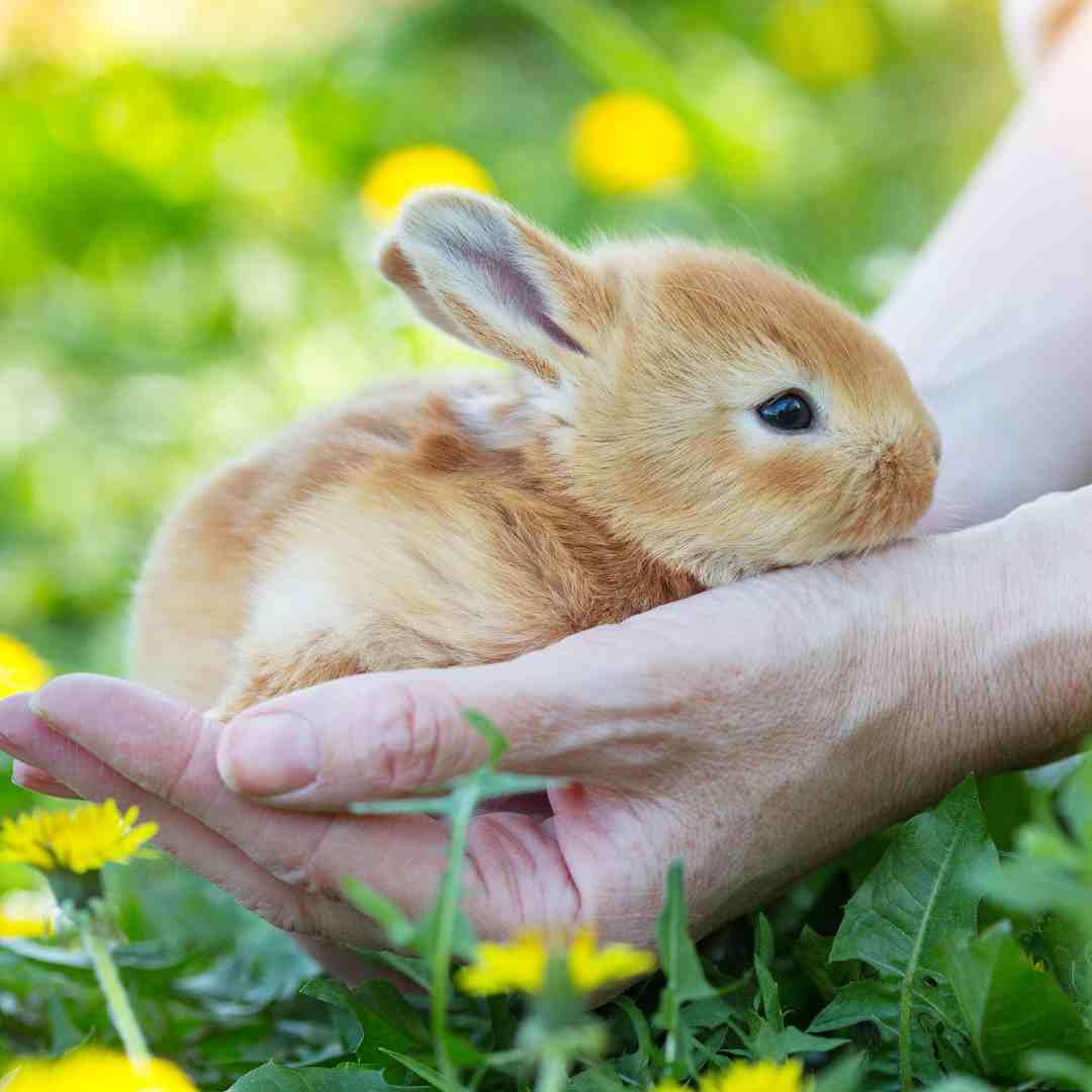 are rabbits easy to house train