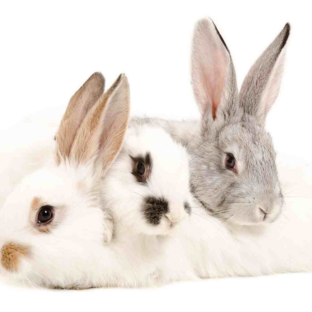 are rabbits easy to house train