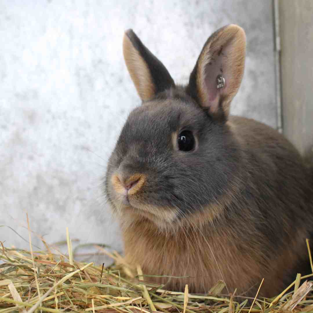 how to prevent rabbit water bottle from freezing