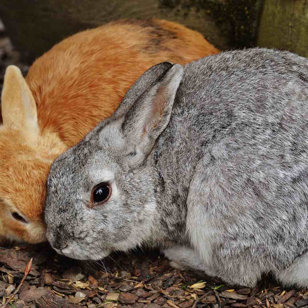 how to prevent rabbit water bottle from freezing