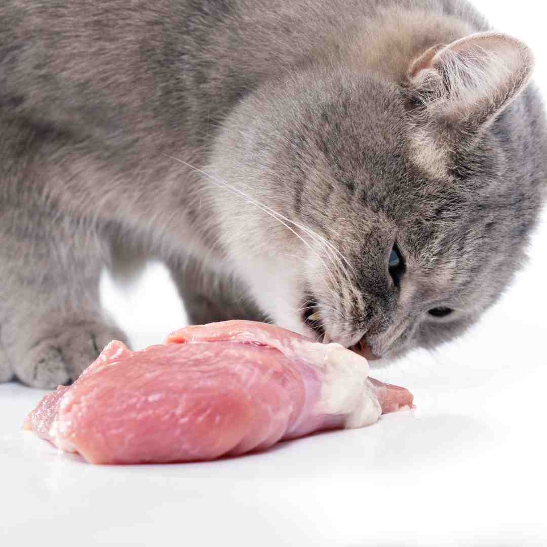 is rabbit or chicken better for cats