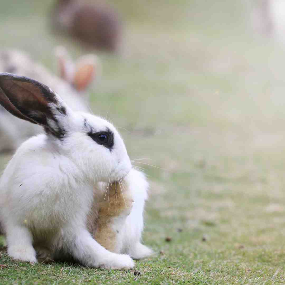 how to get rabbit's foot stardew