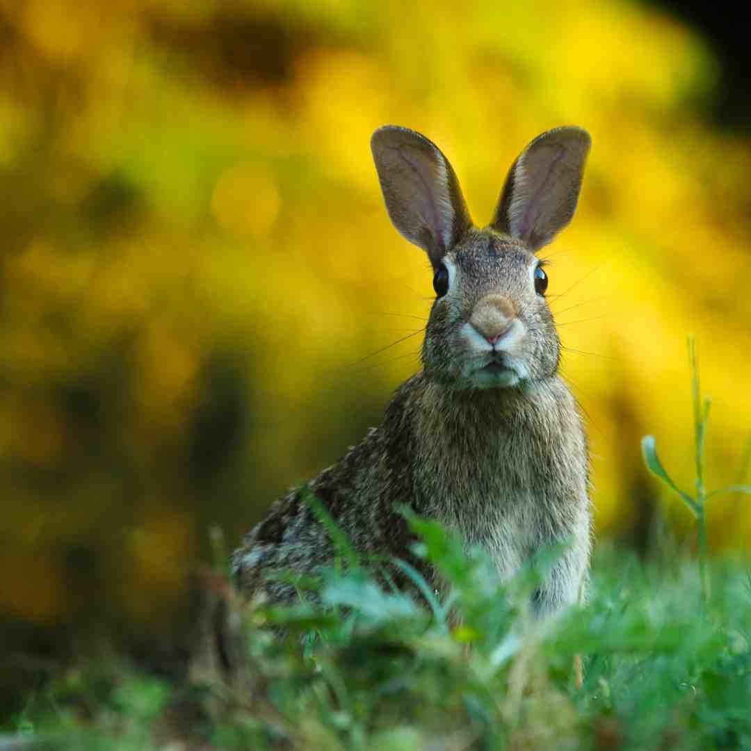 when rabbits thump