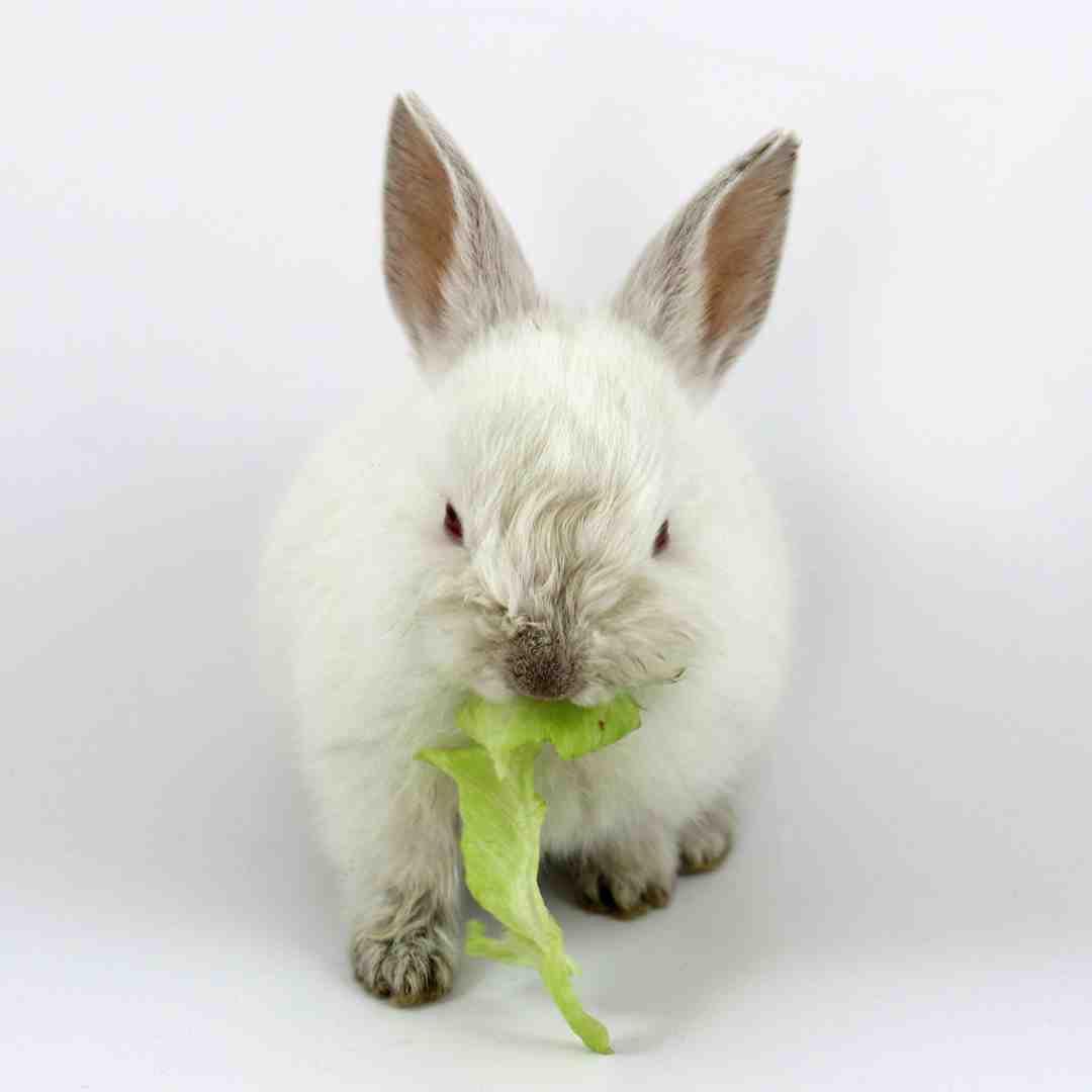 should rabbits eat cabbage