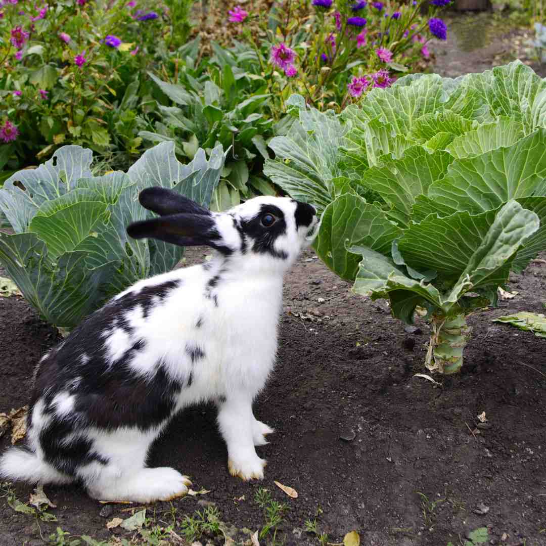 should rabbits eat cabbage 