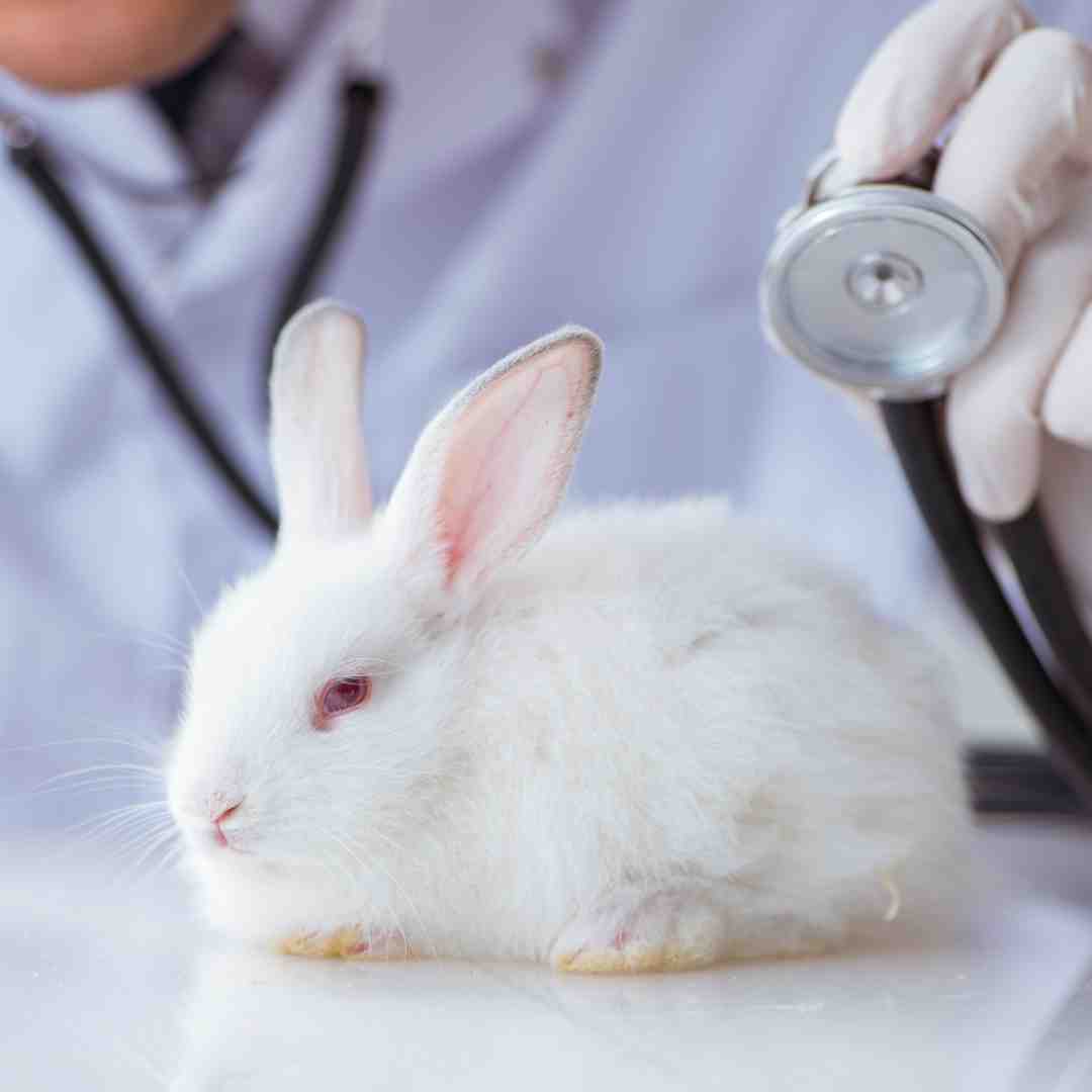 how do you use a rabbit to test for pregnancy