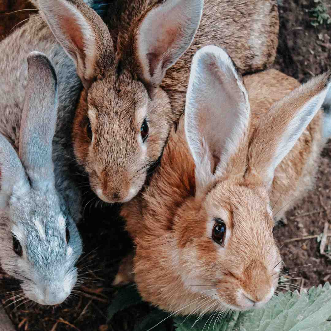 Exploring the Appearance of Rabbits: A Visual Guide to Rabbit Features