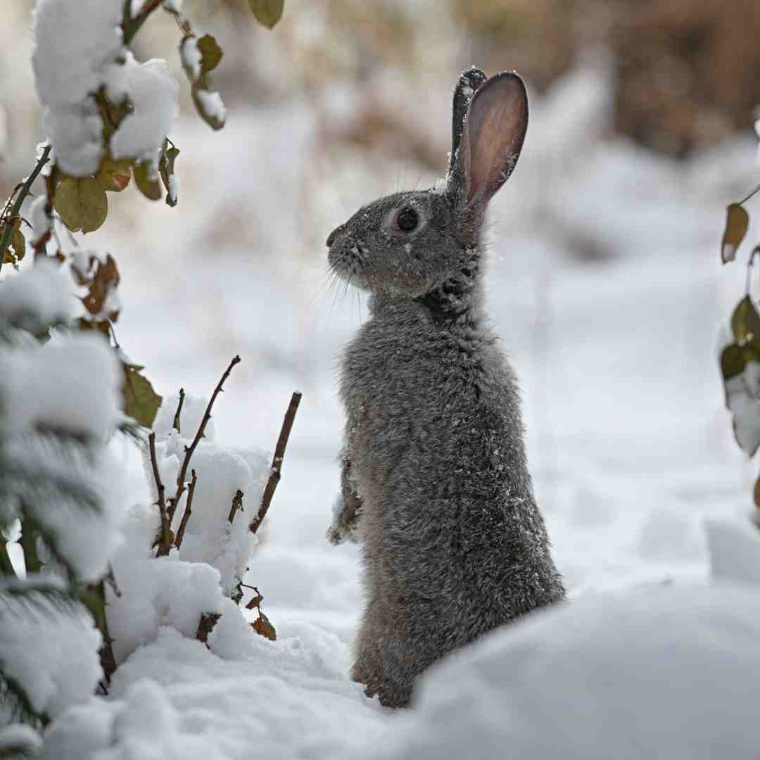 is my rabbit too cold