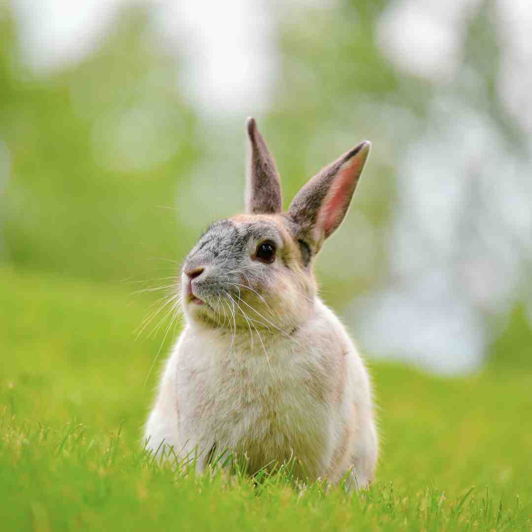 is rabbit race mink race in blox fruits