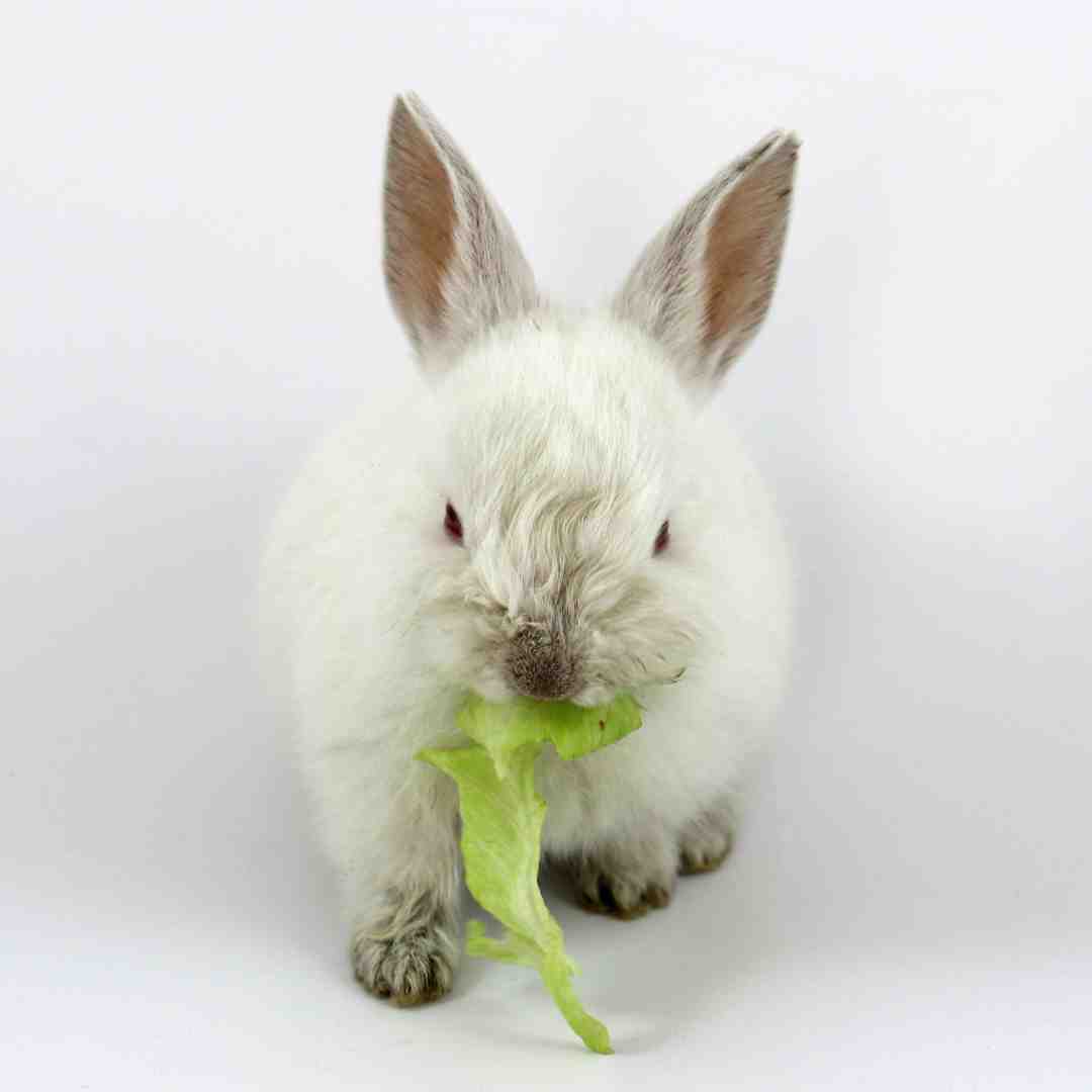 should rabbits eat celery