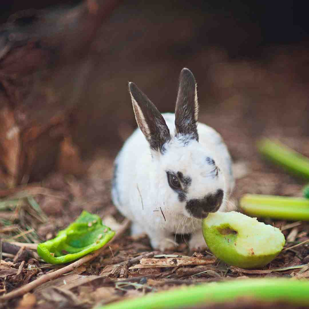 should rabbits eat celery