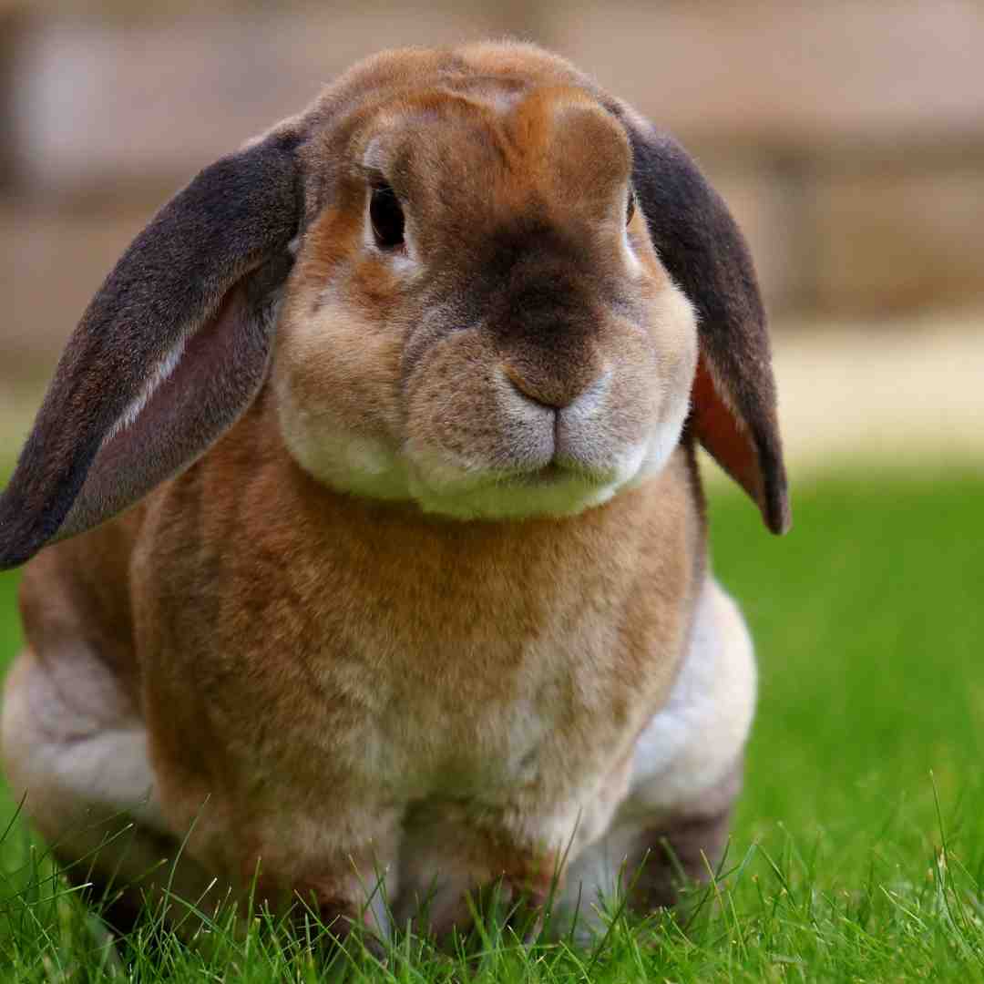 how to get rabbit in ability wars