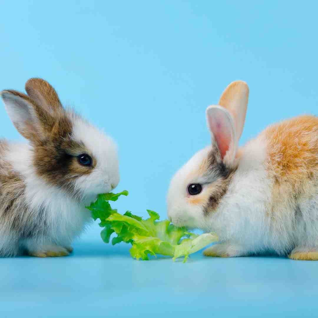 why can't rabbits eat iceberg lettuce