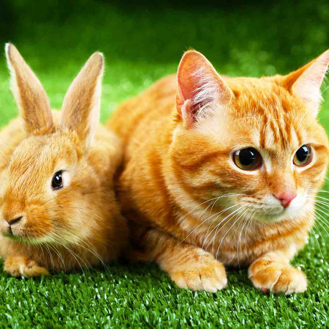 is rabbit better than cat