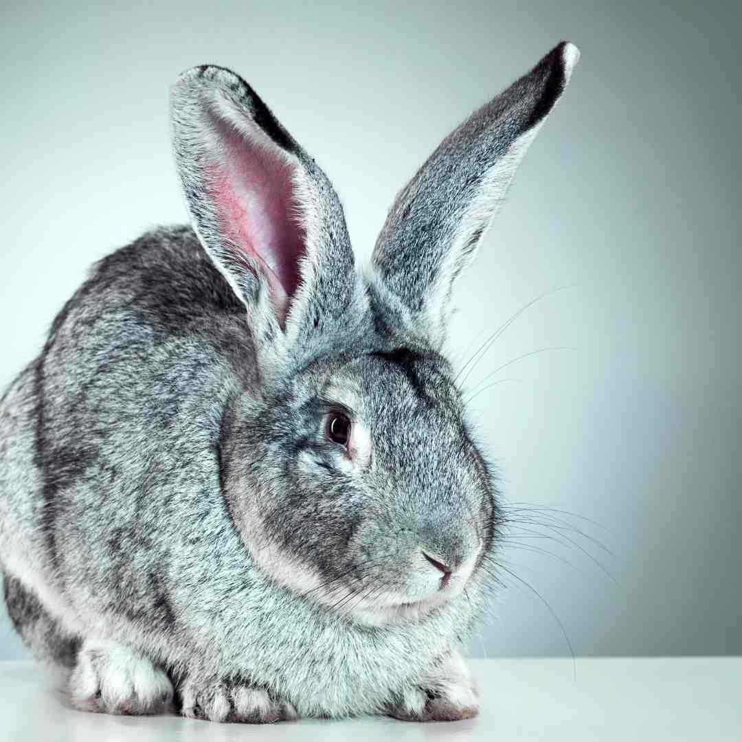 when is a rabbit too old to be spayed