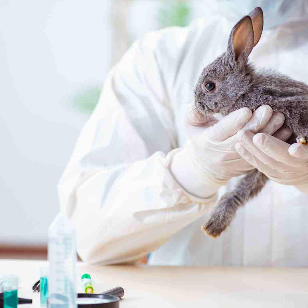 why can't rabbits get sick