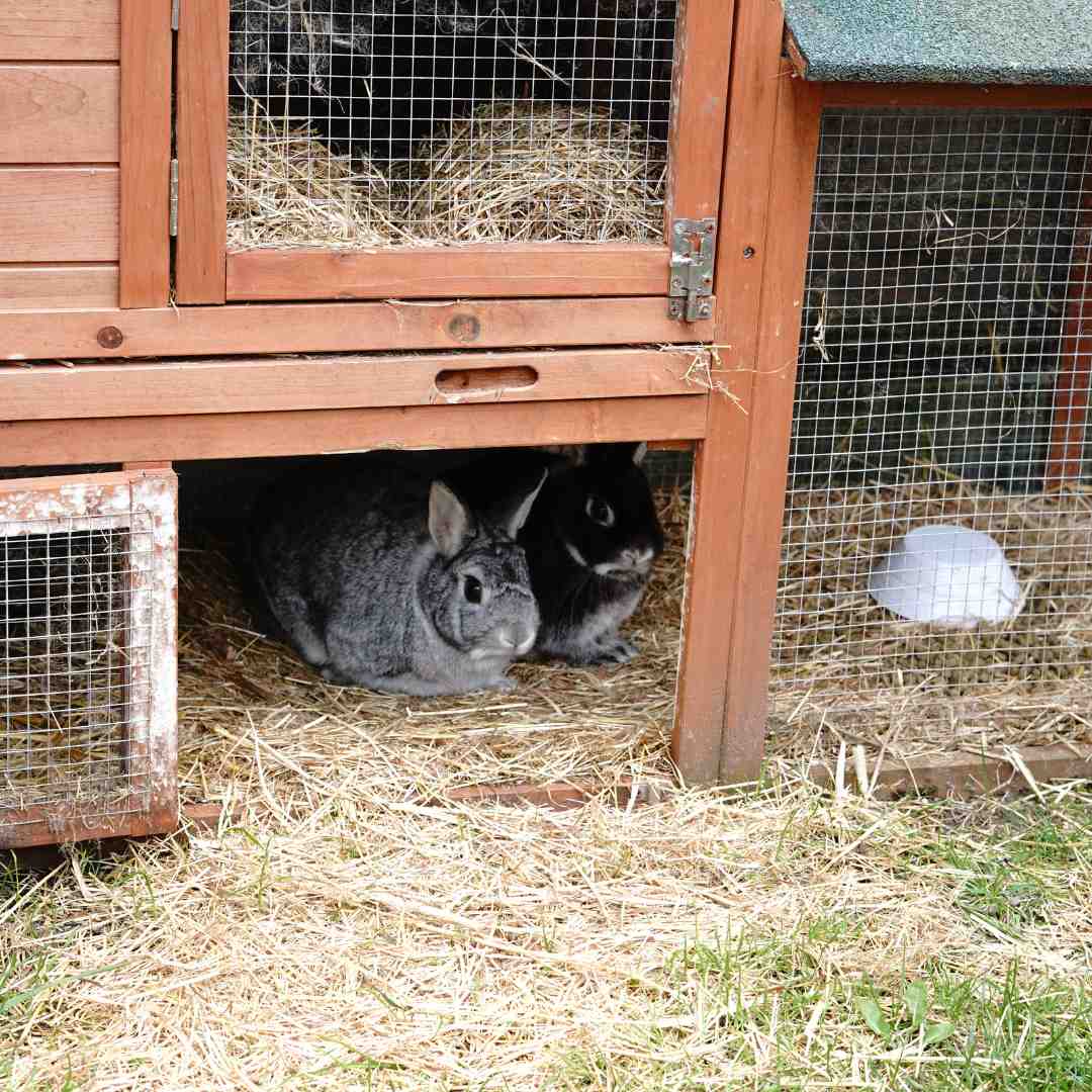 what rabbit eat in winter