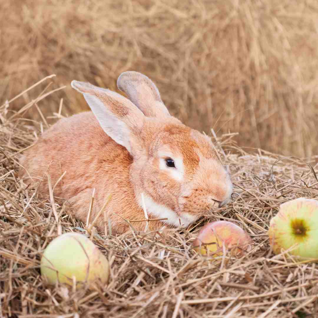 what rabbit eat in winter