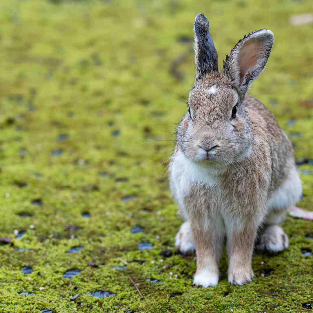 why can't rabbits get wet