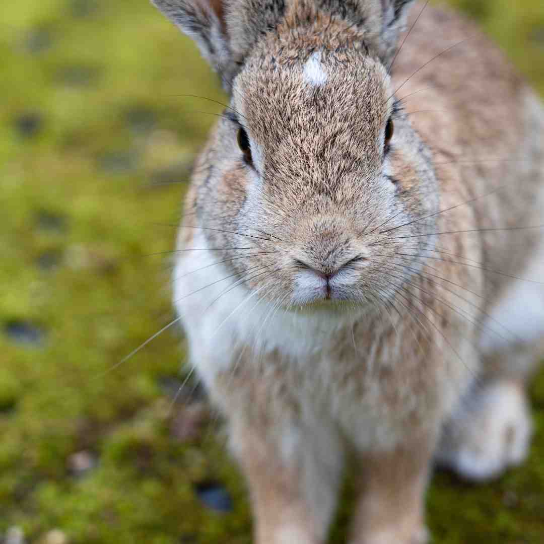 why can't rabbits get wet