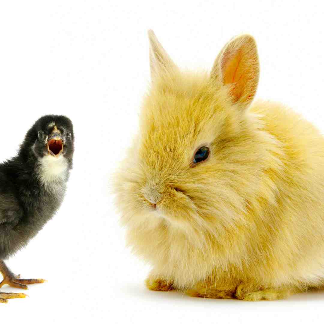 is rabbit better than bird