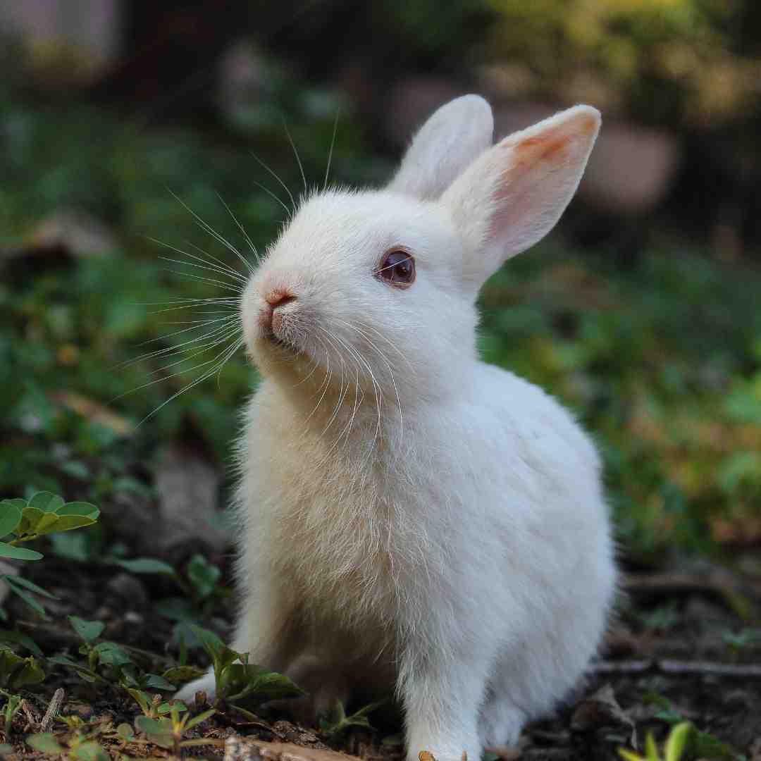 how far do rabbits roam