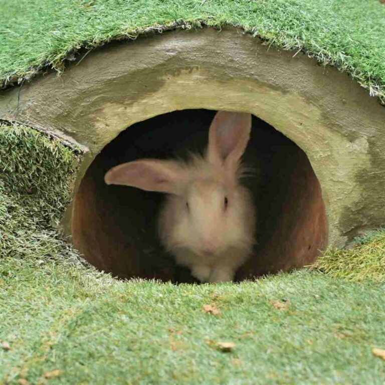 Unveiling the Ultimate Guide: How to Safely Rescue a Rabbit Stuck in a Hole