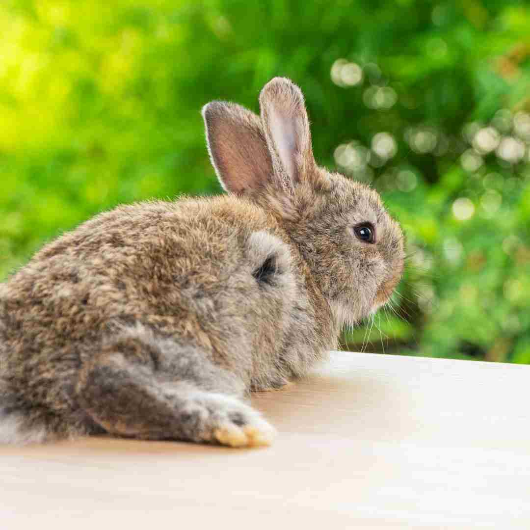 Unveiling the Underground Mysteries: Discover How Rabbits Create Their