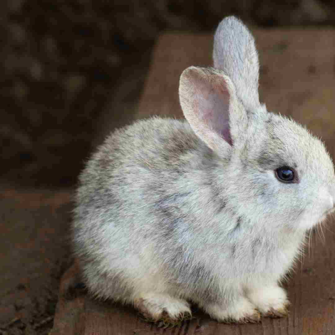 questions for rabbit proof fence