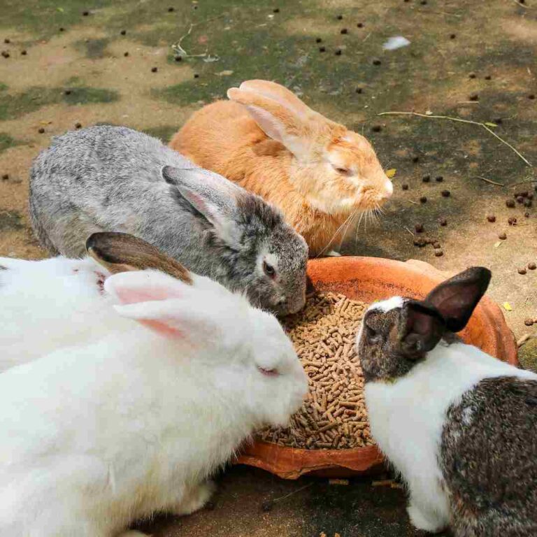 Unveiling the Role of Rabbits in the Food Chain: A Crucial Link Explained Biology Diagrams
