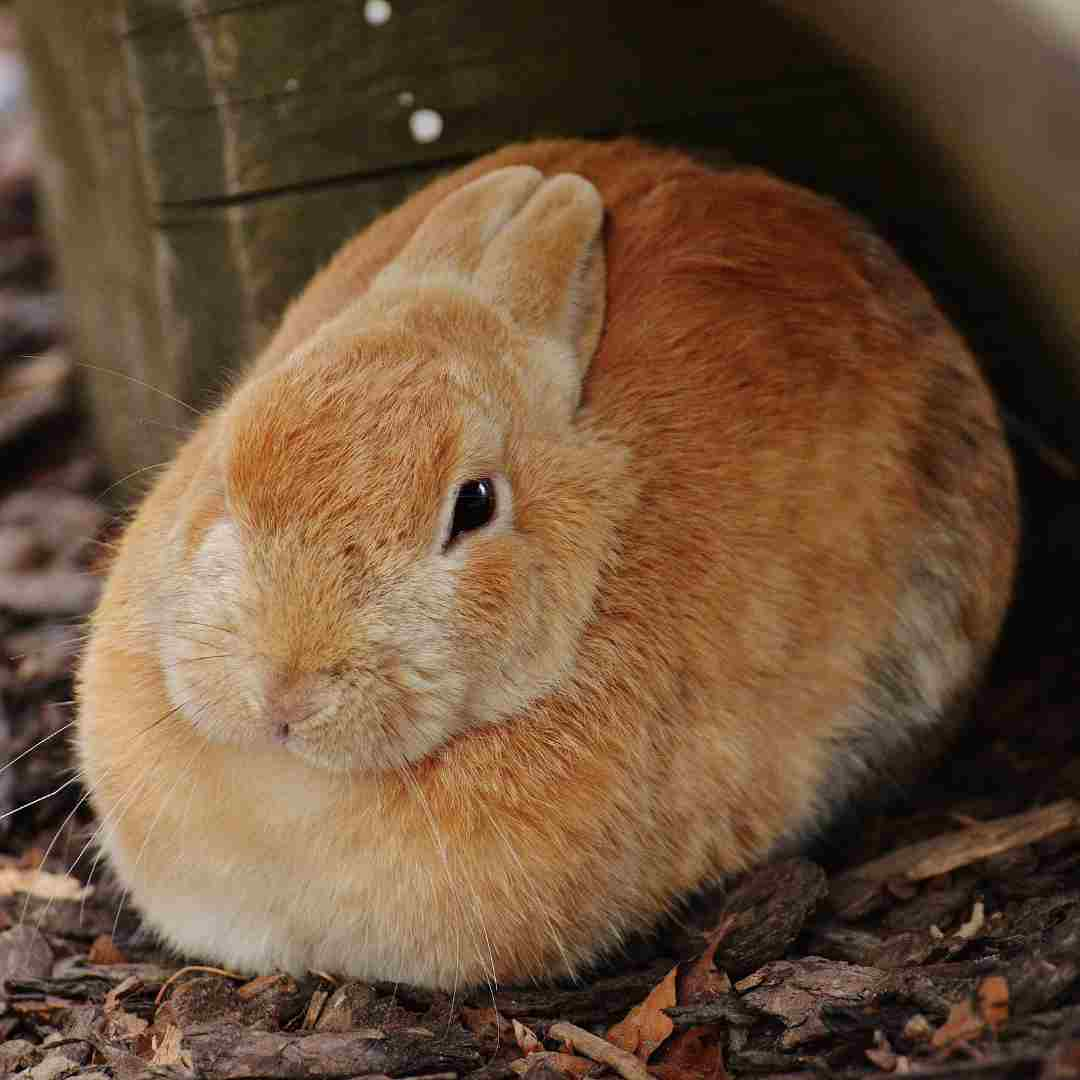 how to gut a rabbit without a knife