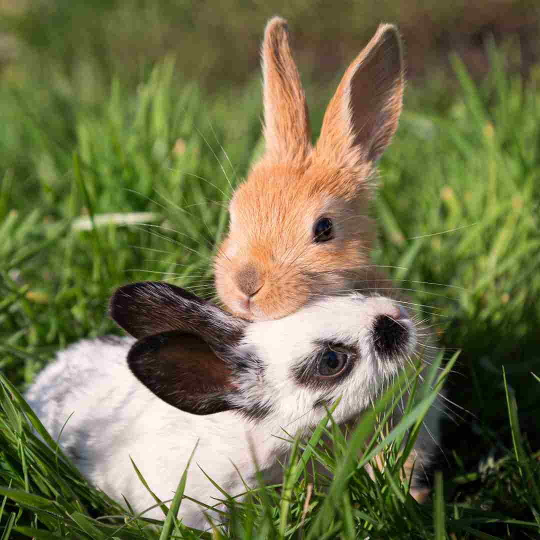 can a rabbit be a service animal