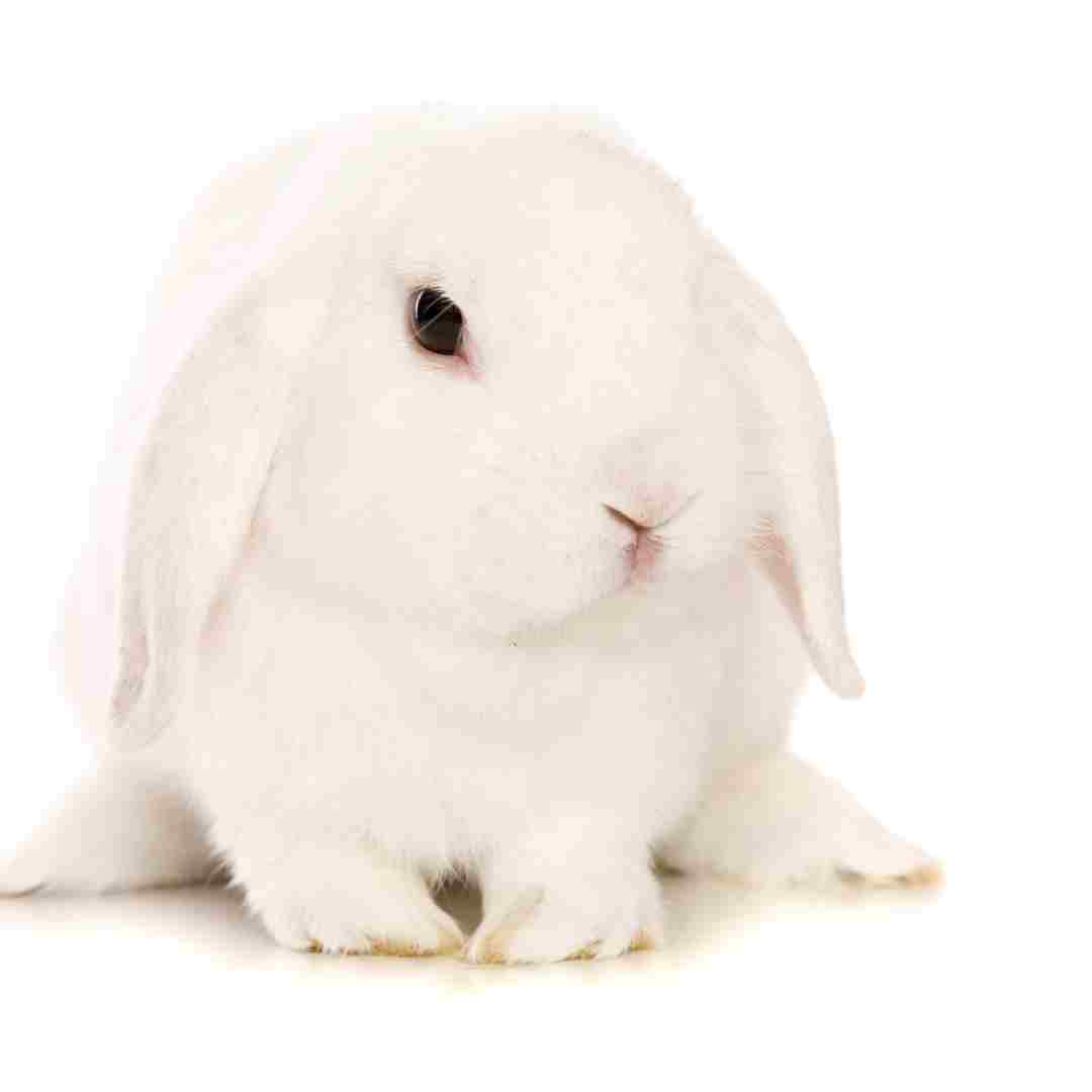 which rabbit breed lives the longest