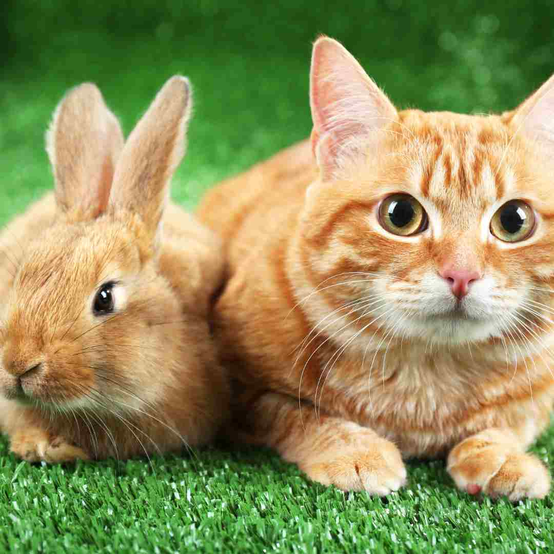 is rabbit good for cats